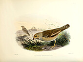 Pale rock sparrow, 19th century illustration