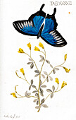 Butterfly and plant, 18th century illustration