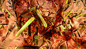 Biofilm of Mycobacterium tuberculosis bacteria, illustration