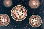Cysts of Entamoeba coli protozoan, illustration