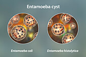 Cysts of Entamoeba protozoans, illustration