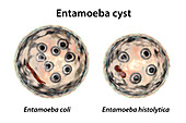 Cysts of Entamoeba protozoans, illustration