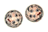 Cysts of Entamoeba histolytica protozoan, illustration