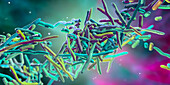 Erysipelothrix bacteria, illustration