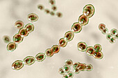 Leuconostoc bacteria, illustration