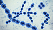 Leuconostoc bacteria, illustration