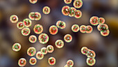 Pediococcus bacteria, illustration