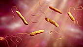 Stenotrophomonas maltophilia bacteria, illustration