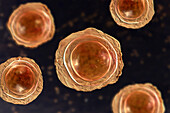 Eggs of the parasite Ascaris lumbricoides, illustration