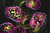 Measles virus infection, illustration