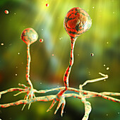 Rhizopus fungus, illustration