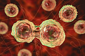 Stem cells, illustration