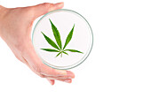 Hand holding a petri dish with a cannabis leaf inside