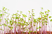 Growing microgreens plants for salad