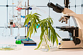 Cannabis research, conceptual image