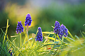 Hyacinths in the flowerbed