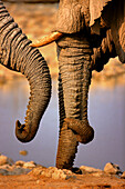 Elephant trunks interacting