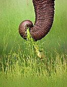 Elephant trunk pulling grass