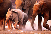 Elephant herd running