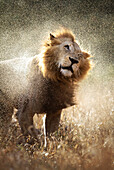 Lion shaking off water