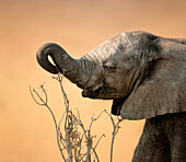 Baby elephant reaching for branch