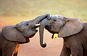 Elephants greeting each other