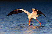 Yellow-billed stork hunting for food