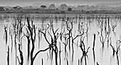 Dead trees in a flooded lake