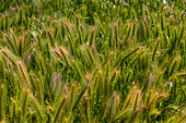False barley field