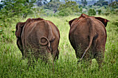 Asian elephants in Sri Lanka
