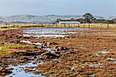 Damaged vegetation at a tidal saltmarsh
