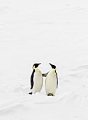 Two emperor penguins standing up and touching each other