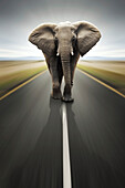 Elephant on road, composite image