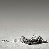 Eland skeleton in desert