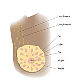 Female breast anatomy, illustration