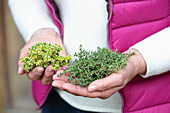 Holding thyme and lemon thyme in hands