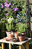 Potted herbs on potting table