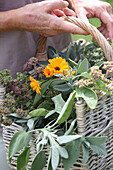 Basket with freshly harvested medicinal herbs