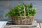 Basket with fresh herbs