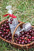 Freshly harvested cherries, liqueur bottle and glass in a basket