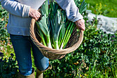 Freshly harvested leeks and spring onions in a basket
