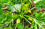 Zucchinipflanze mit Blüten im Beet