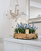 Grape hyacinths in wooden crate on a white dresser