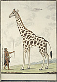 Man measuring a giraffe using a pole weapon, illustration