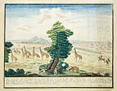 Giraffe hunting in South Africa, 18th century illustration