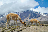 Vicunas in front of Chimborazo volcano, Ecuador