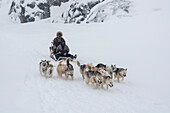 Dog sled during a snow storm