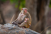 Rhesus macaque monkey with her newborn
