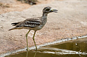 Indian thick-knee drinking