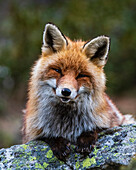 Red fox sitting on a rock